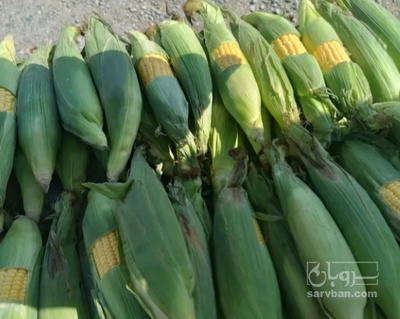 فروش ذرت دانه