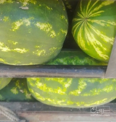 فروش هندوانه