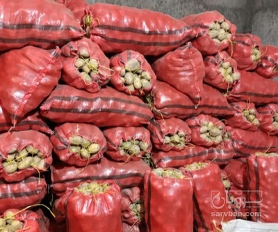 فروش سیب زمینی