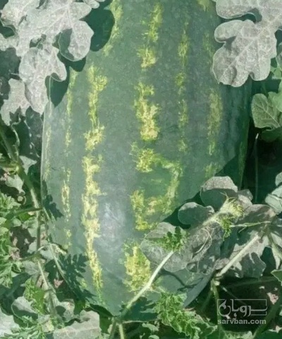 فروش هندوانه