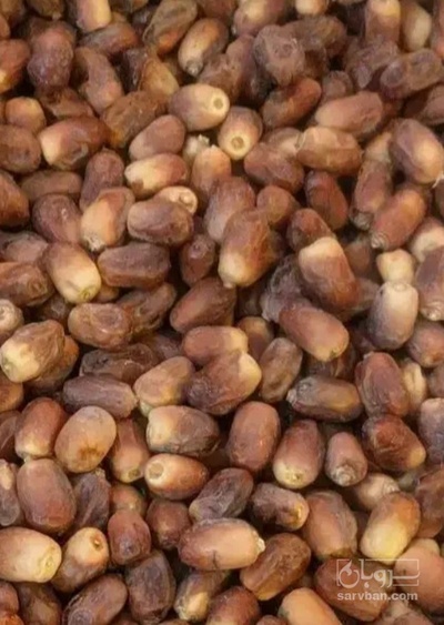 فروش خرما