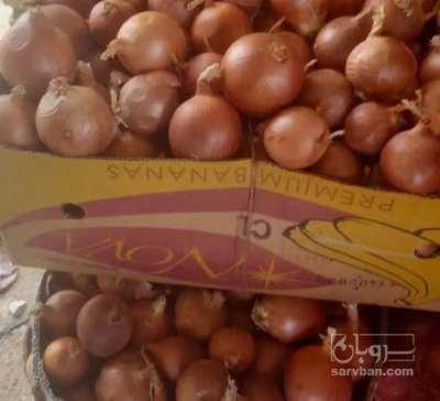 فروش پیاز زرد