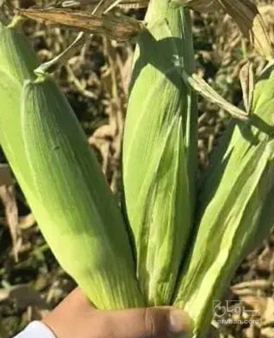 فروش ذرت