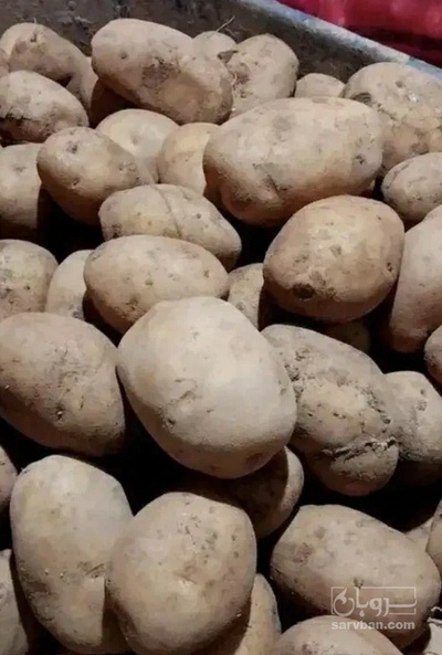 فروش سیب زمینی