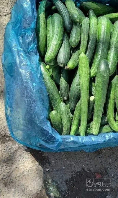 فروش خیار