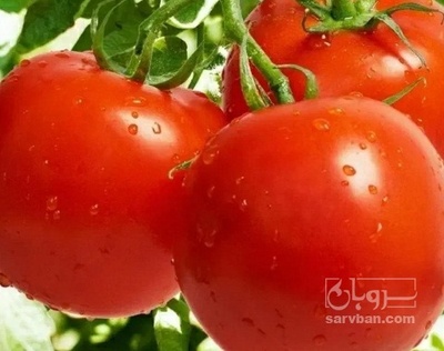 فروش گوجه فرنگی