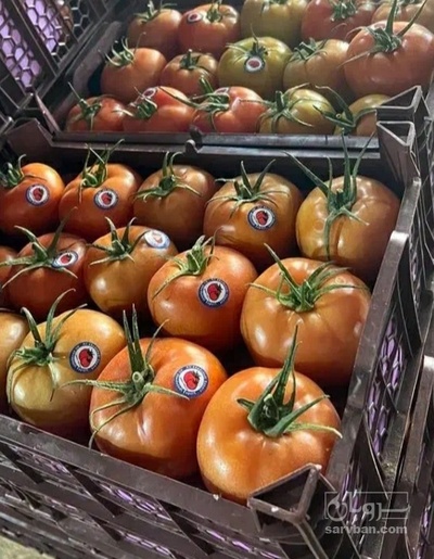 فروش گوجه فرنگی