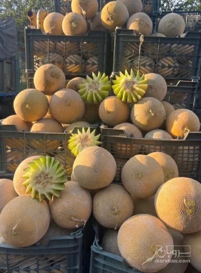 فروش ملون