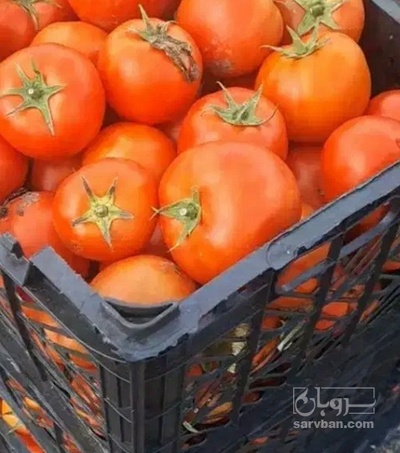فروش گوجه فرنگی