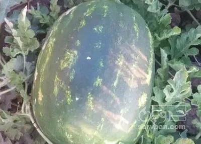 فروش هندوانه بیضی