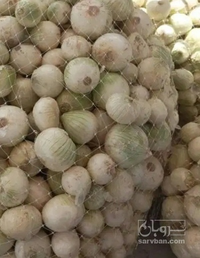 فروش پیاز سفید