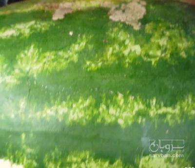 فروش هندوانه بیضی
