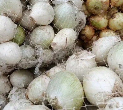 فروش پیاز سفید