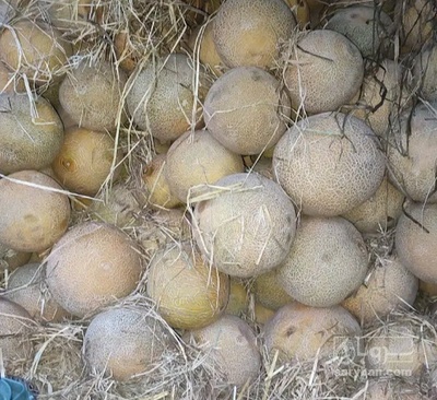 فروش ملون