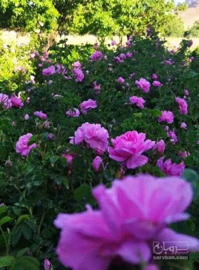 فروش عرق گلاب