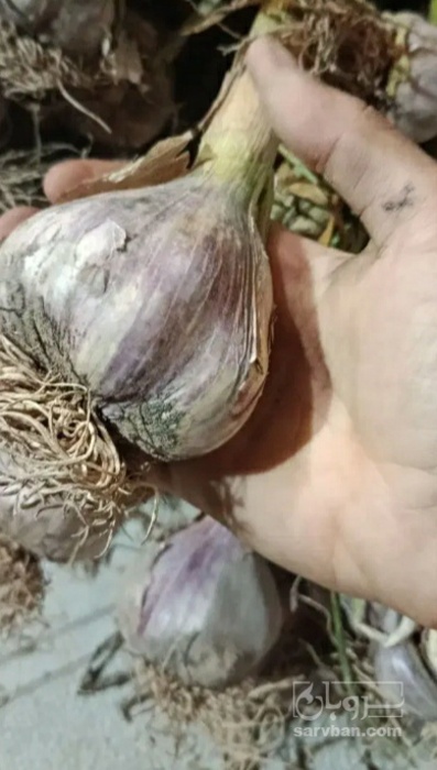 فروش سیر