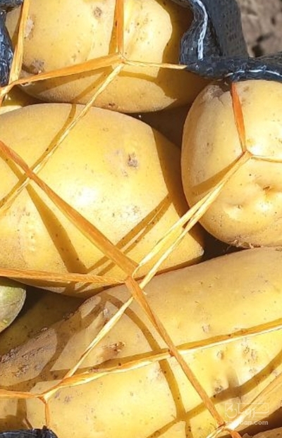 فروش سیب زمینی
