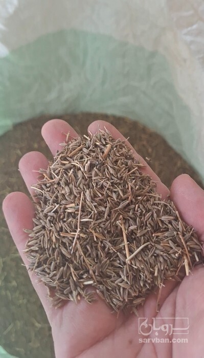 فروش زیره (گیاه‌ دارویی)