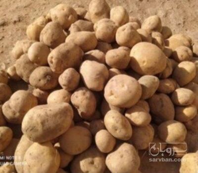 فروش سیب زمینی