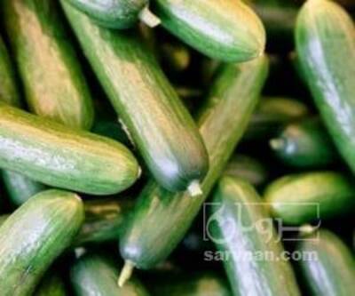 فروش خیار