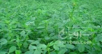 فروش یونجه