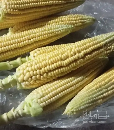 فروش ذرت