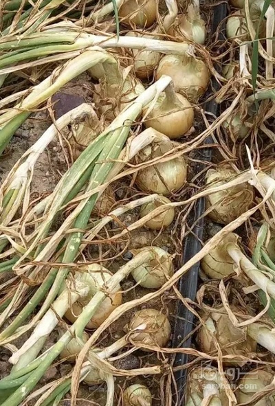 فروش پیاز