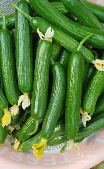 فروش خیار