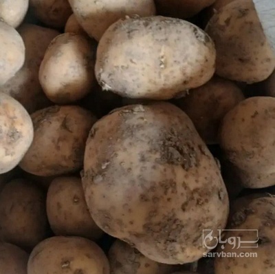فروش سیب زمینی