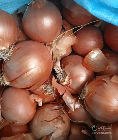 فروش پیاز زرد