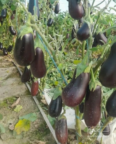فروش بادمجان