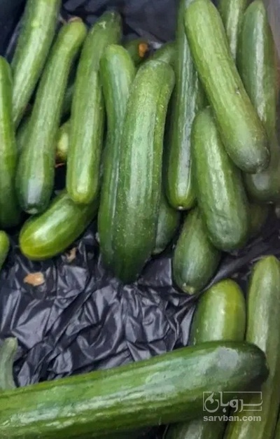 فروش خیار