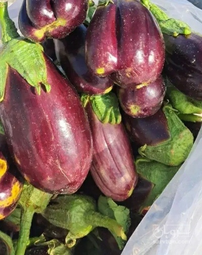 فروش بادمجان