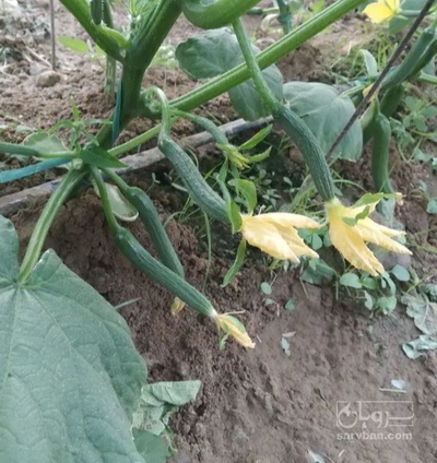 فروش خیار