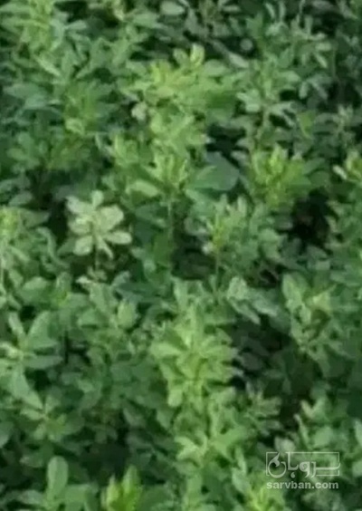فروش یونجه