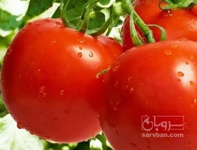 فروش گوجه فرنگی