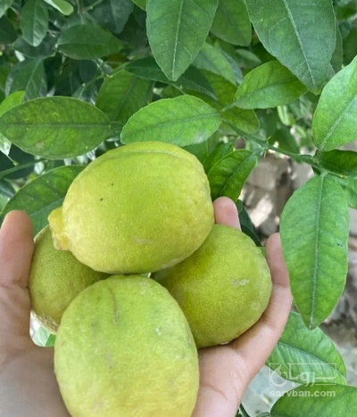 فروش لیمو ترش
