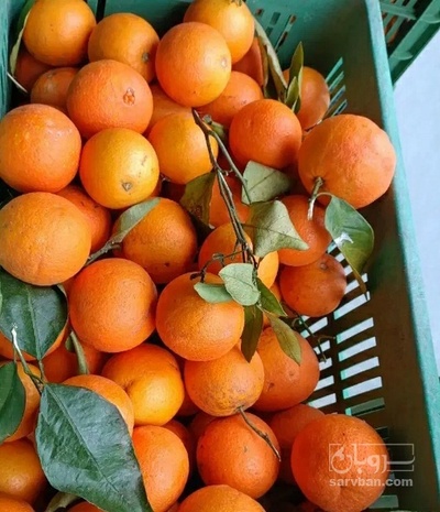 فروش پرتقال