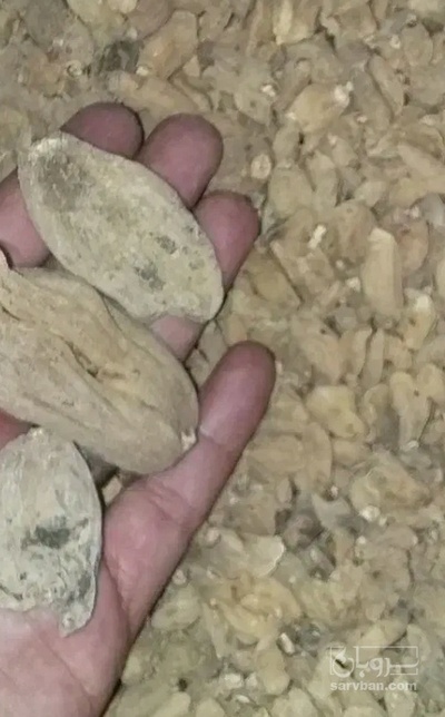 فروش ثعلب (گیاه‌ دارویی)