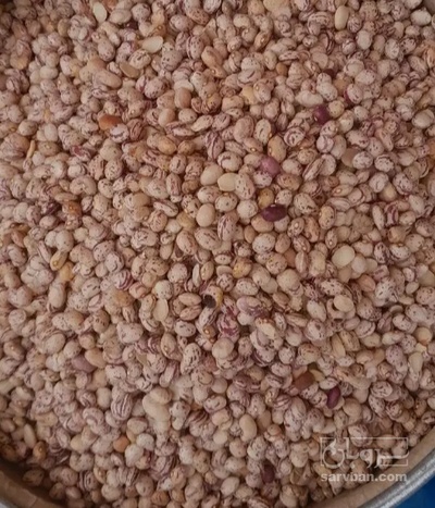 فروش لوبیا چیتی