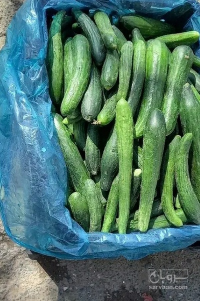 فروش خیار