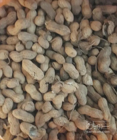 فروش بادام زمینی با قلاف
