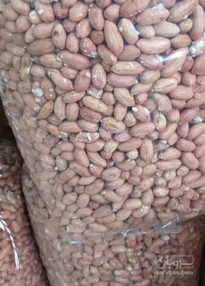 فروش بادام زمینی بی قلاف بذری