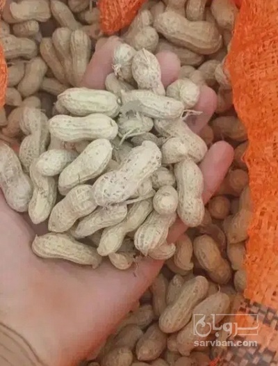 فروش بادام زمینی