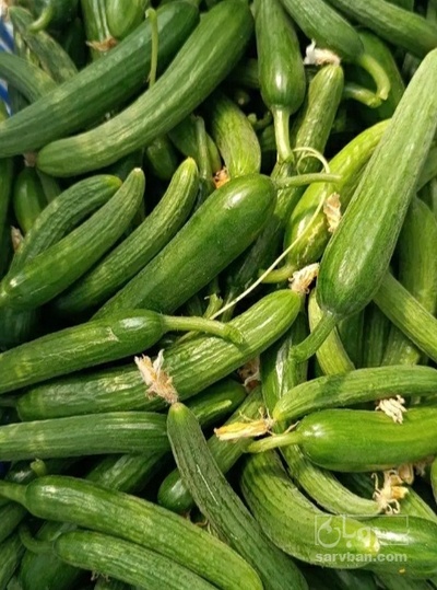 فروش خیار