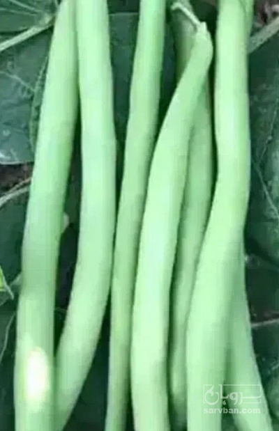 فروش لوبیا سبز