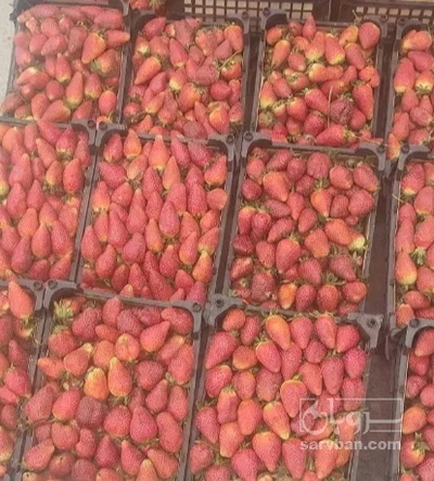 فروش توت فرنگی