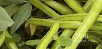 فروش باقلا تازه - باقالی - باقالا