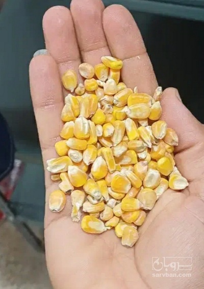 فروش ذرت