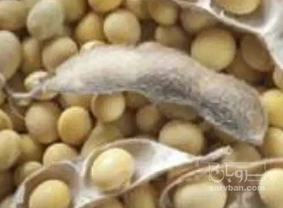 فروش سویا